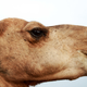 Imagen para el artículo titulado Australia sacrificará 10.000 camellos salvajes para combatir la sequía extrema